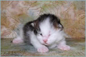 Female Siberian Kitten from Deedlebug Siberians